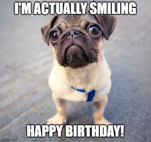 Pug Happy Birthday Meme 2